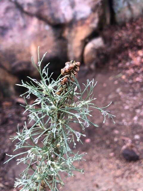 Artemisia californica or California Sagebrush