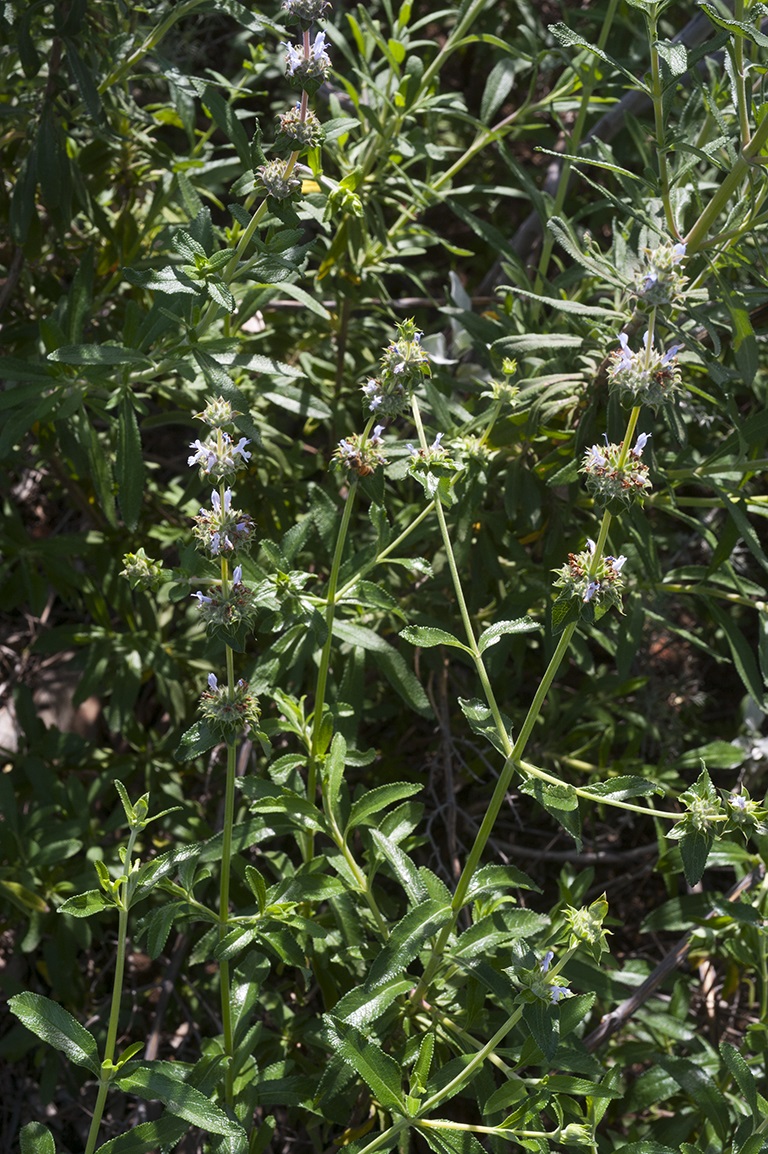 Salvia mellifera or Black Sage
