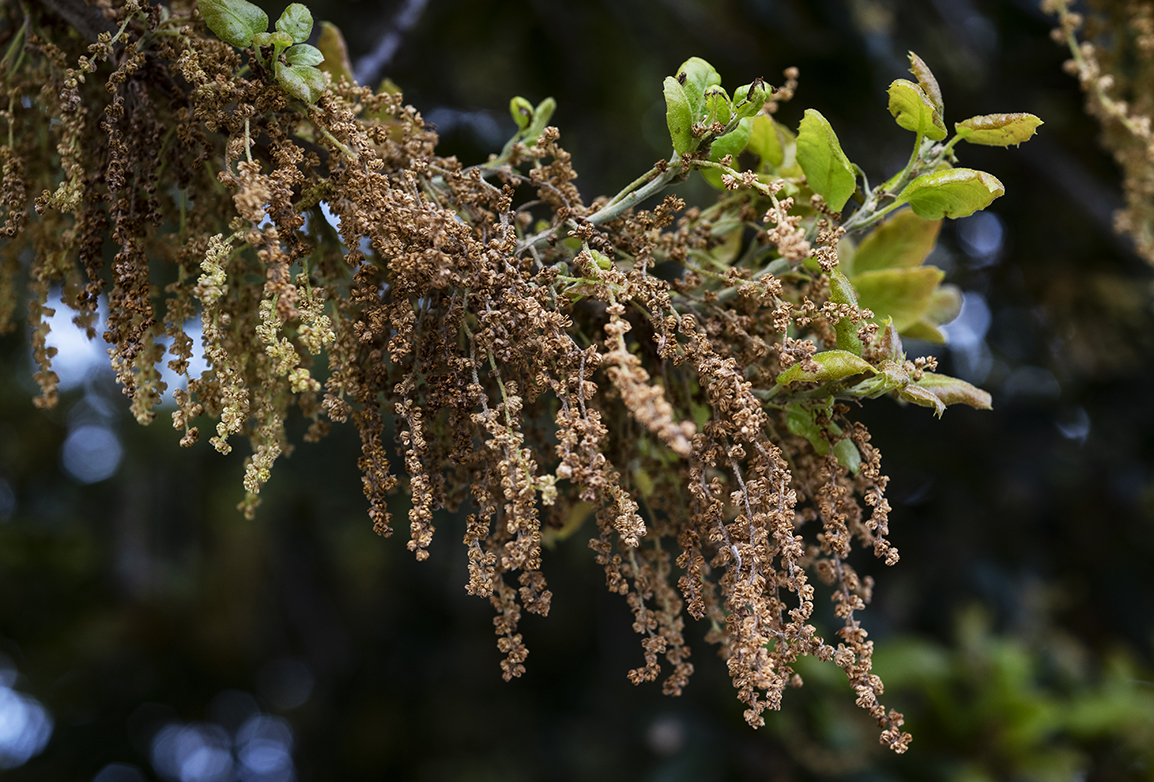 Quercus agrifolia or California Live Oak