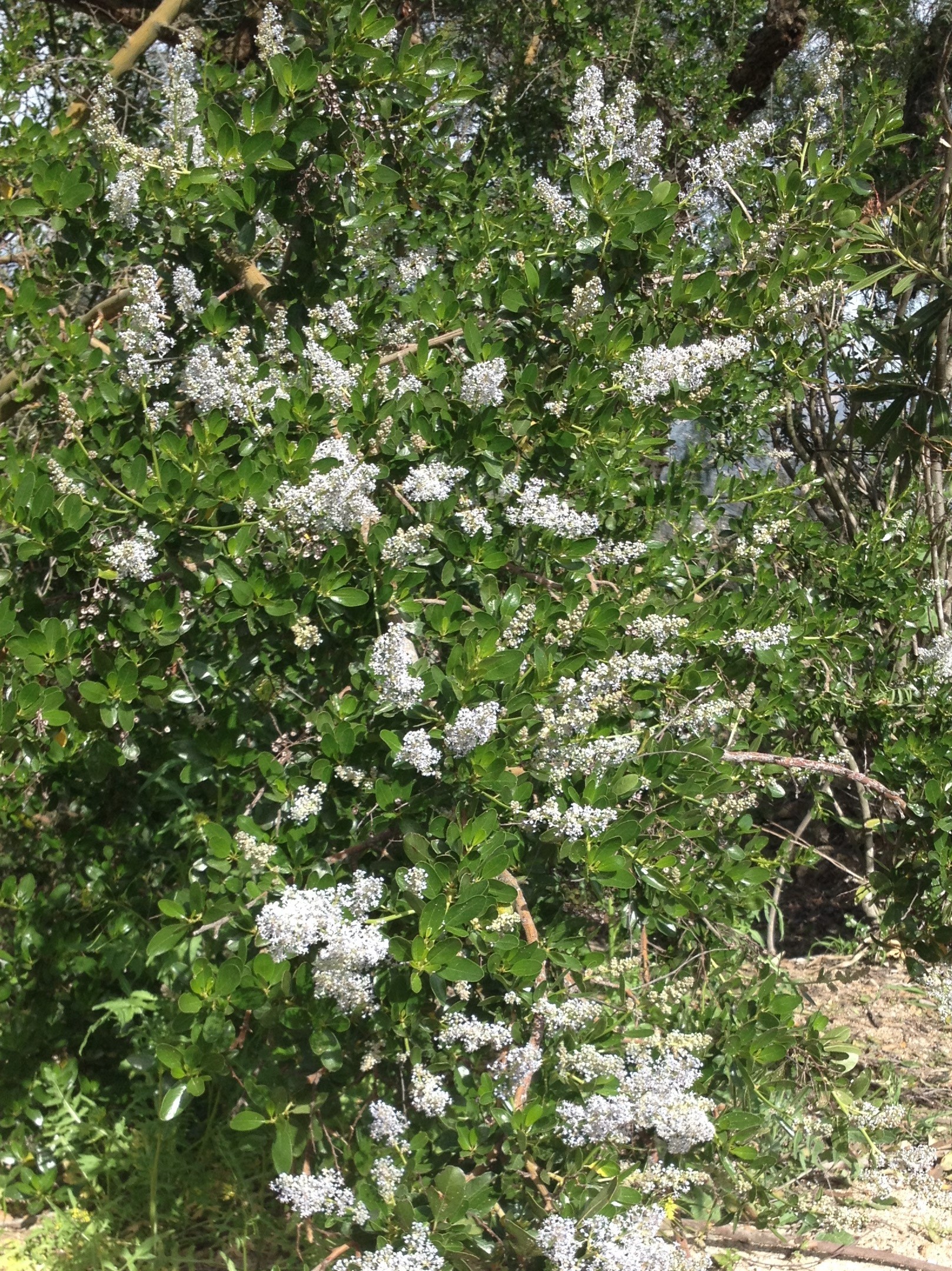 Ceanothus spinosus or Greenbark California Lilac