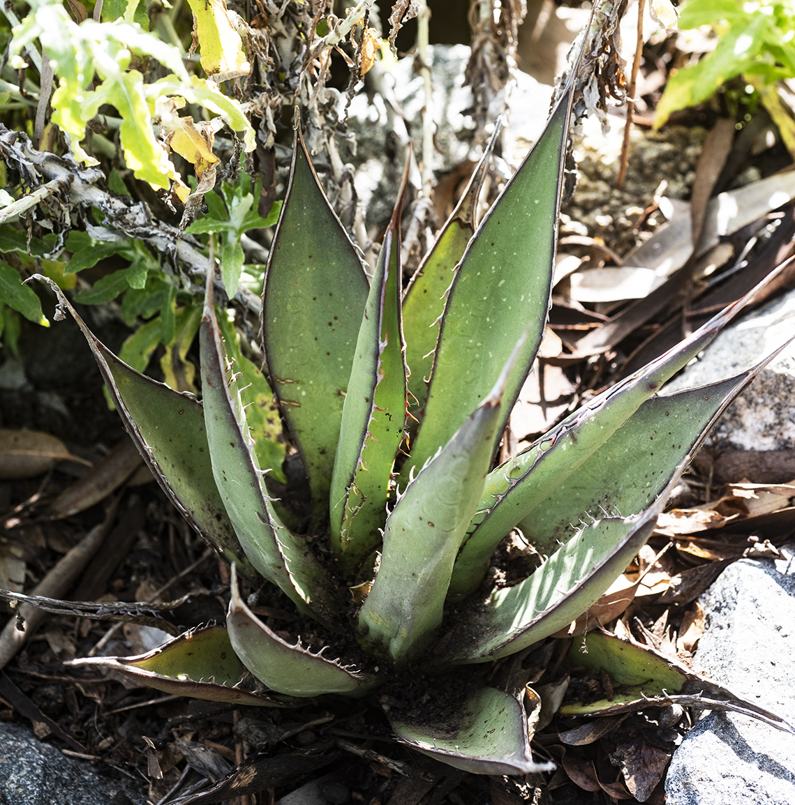 Agave shawii or Coastal Agave