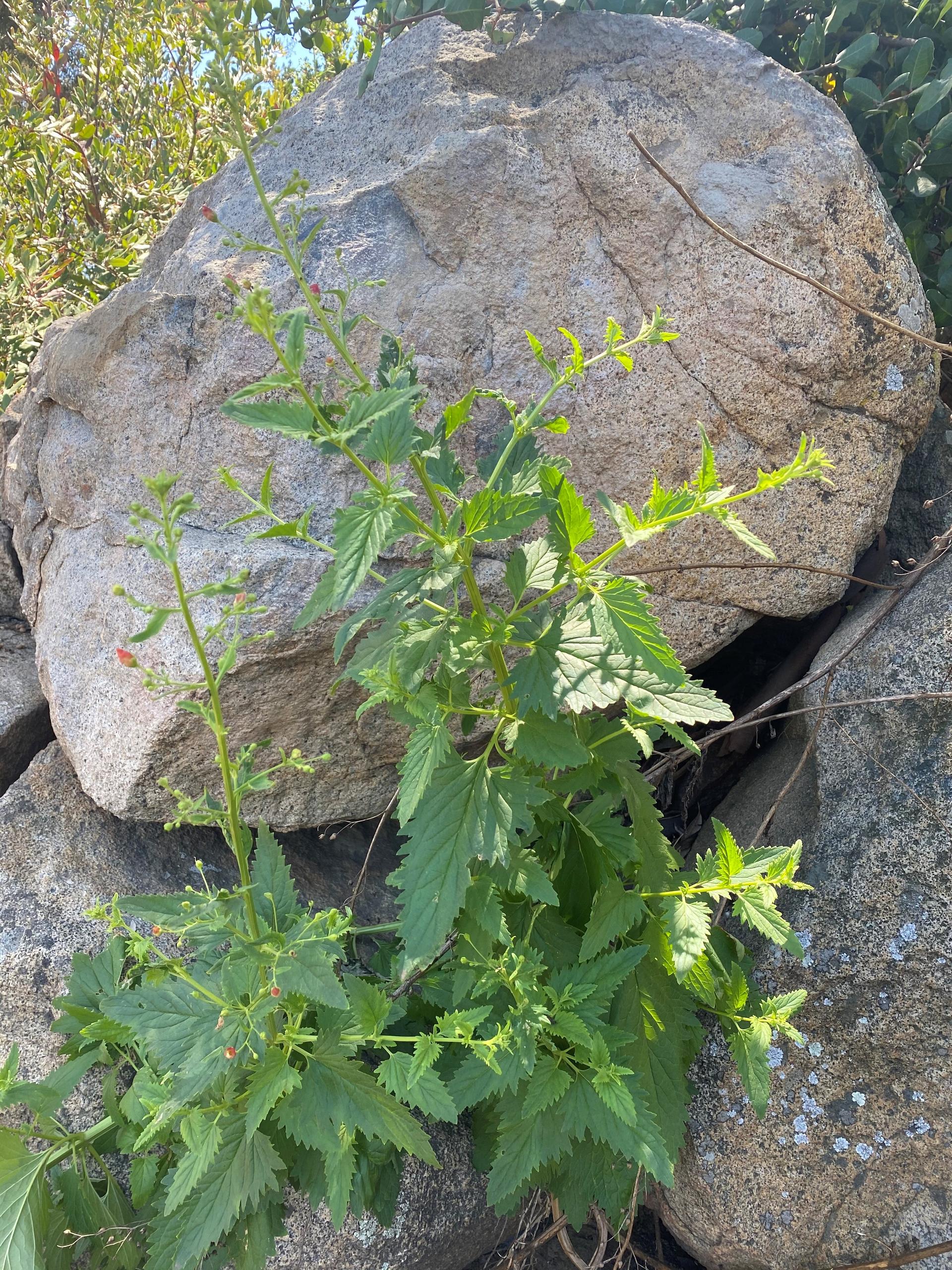 Scrophularia californica or Figwort