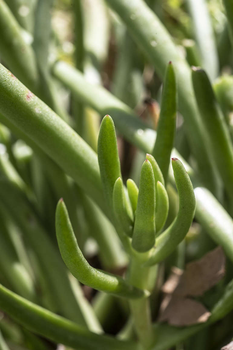Dudleya edulis or Ladyfingers