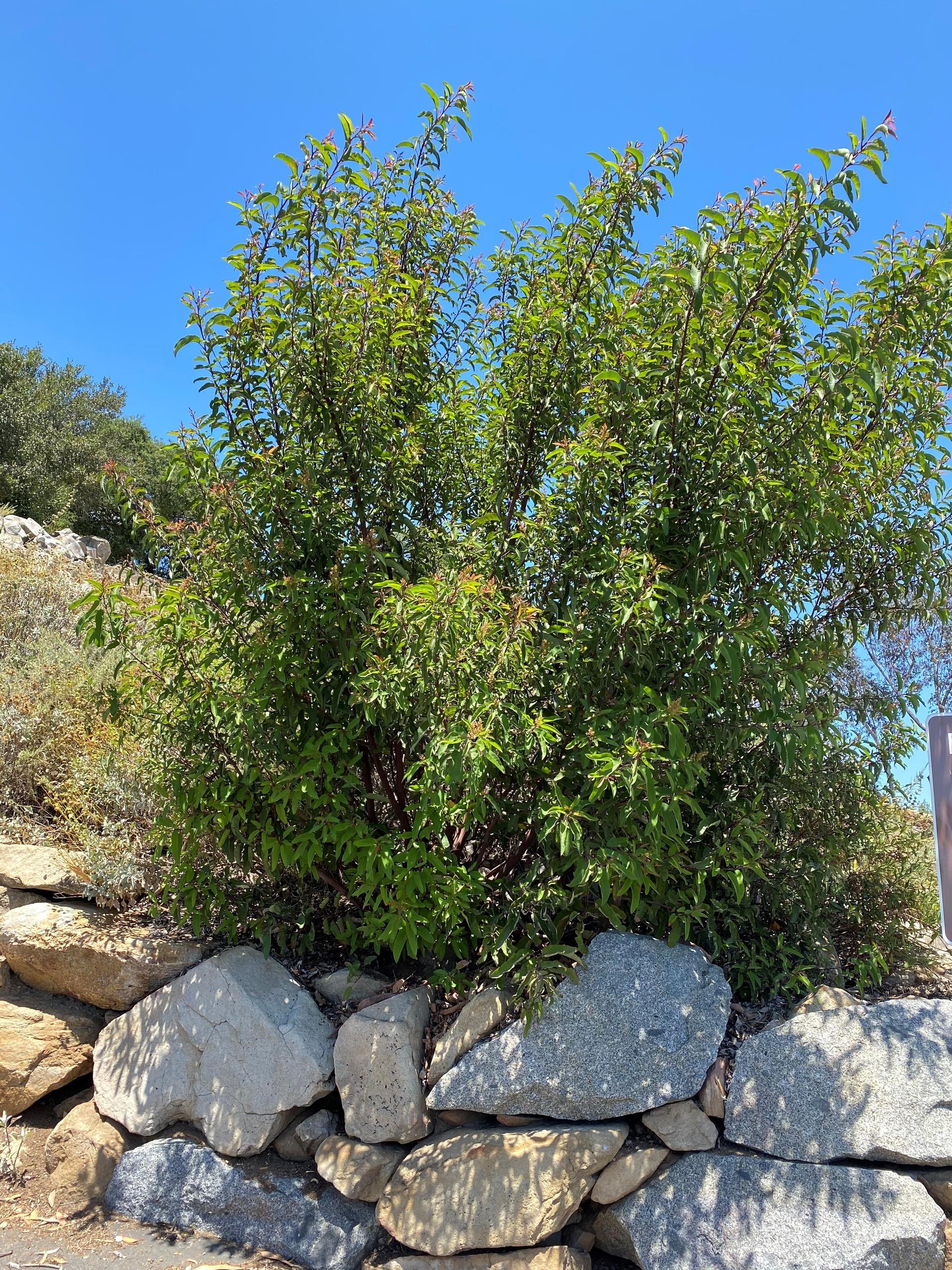 Malosma Laurina or Laurel Sumac