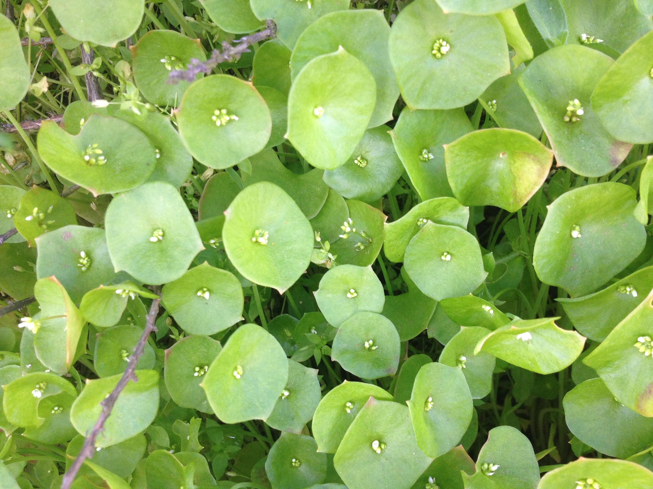 Montia perfoliata or Miner’s Lettuce