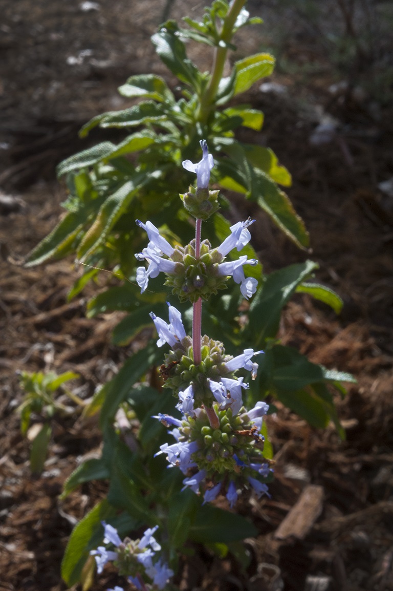 Salvia munzii or Munz’s Sage