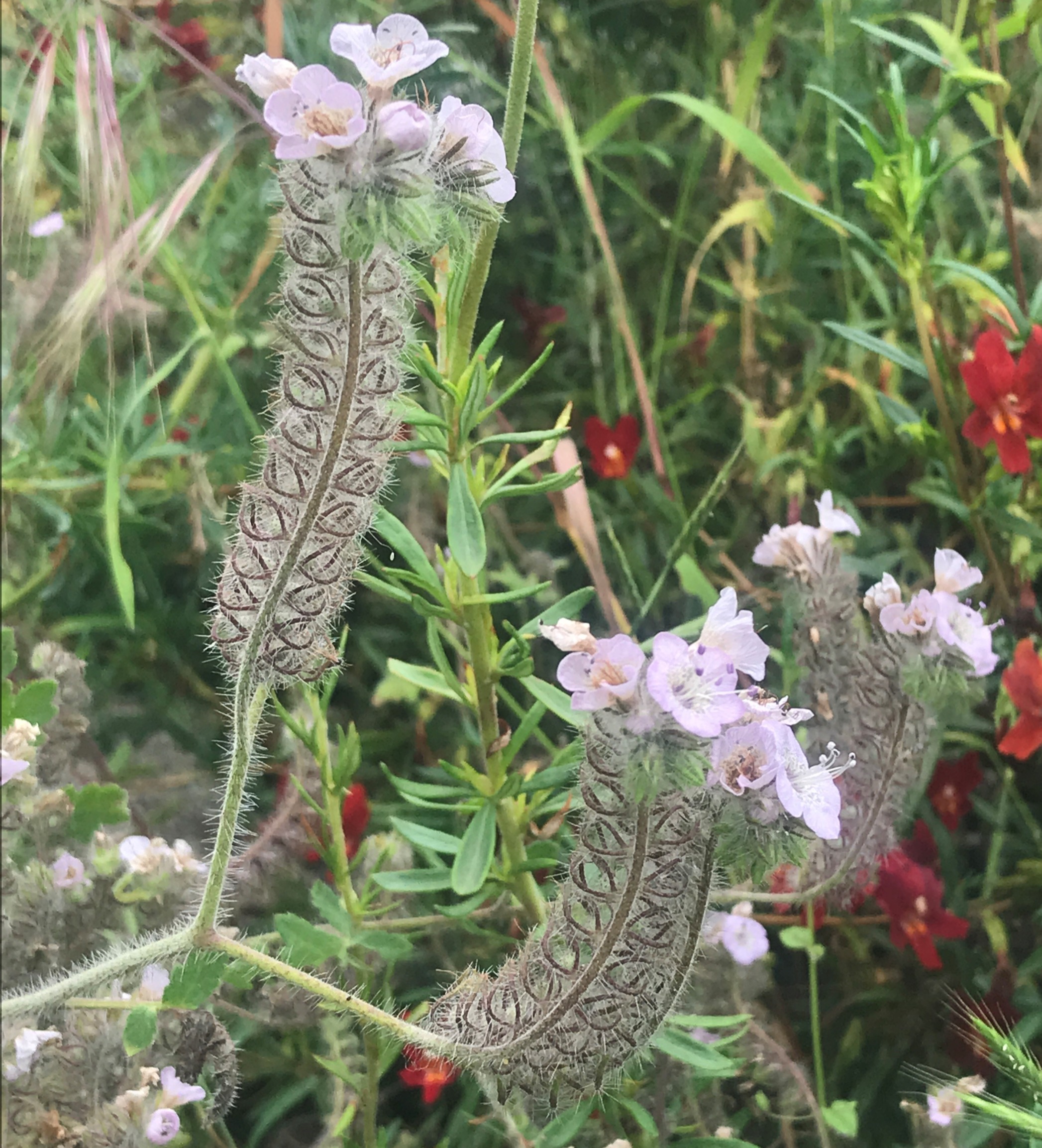 Caterpillar phacelia or Caterpillar Scorpionweed