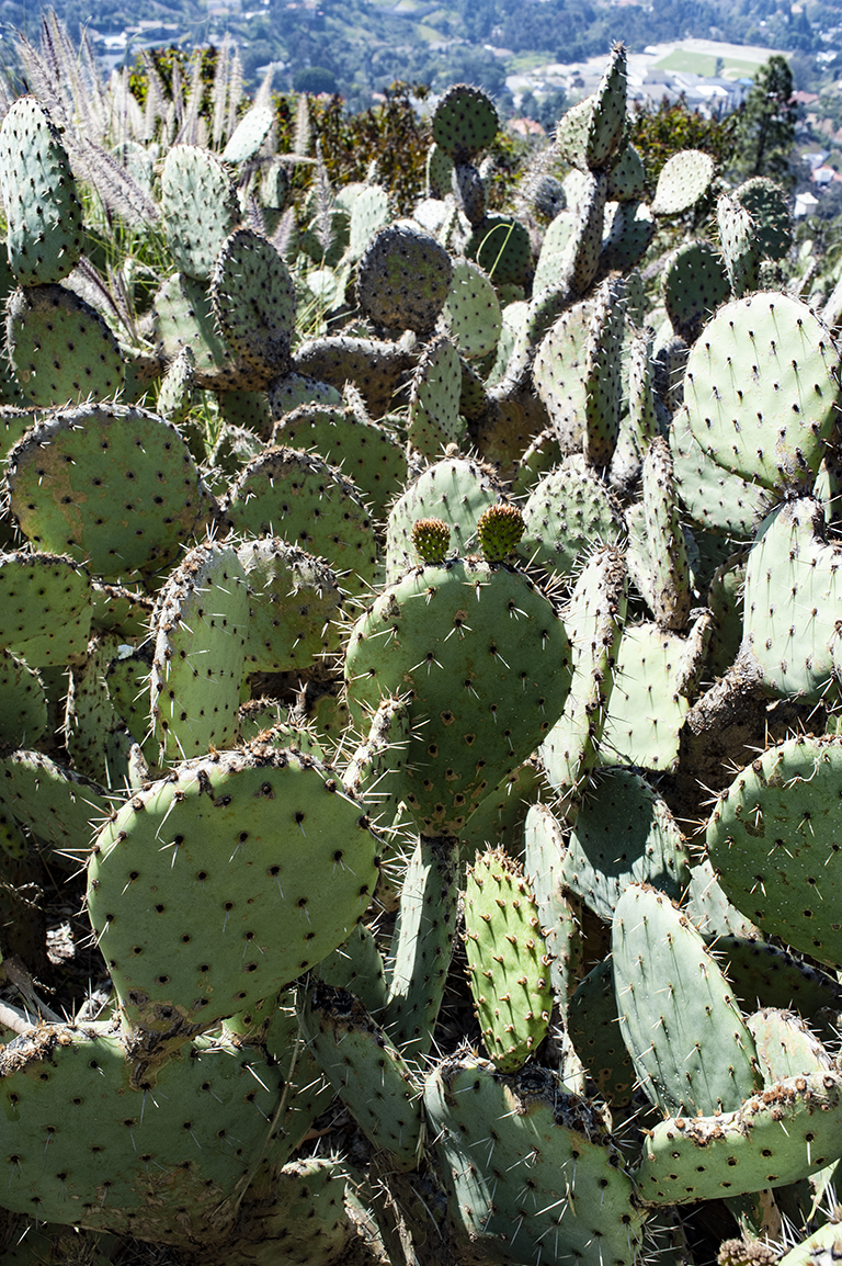 Opuntia littoralis or Prickly-Pear Cactus
