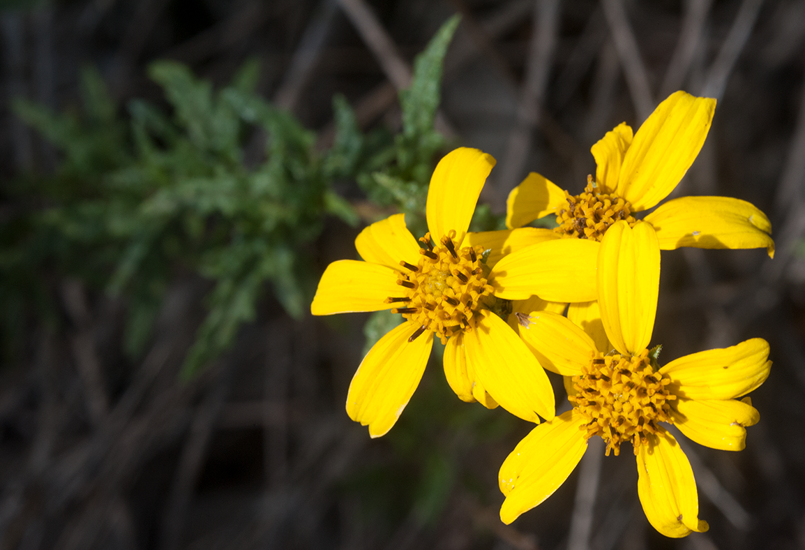 Viguiera laciniata or San Diego Sunflower
