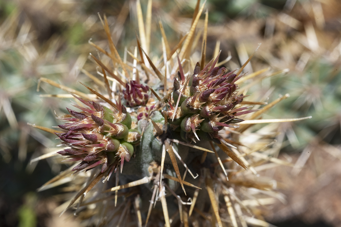 Cylindropuntia prolifera or Snake Cholla