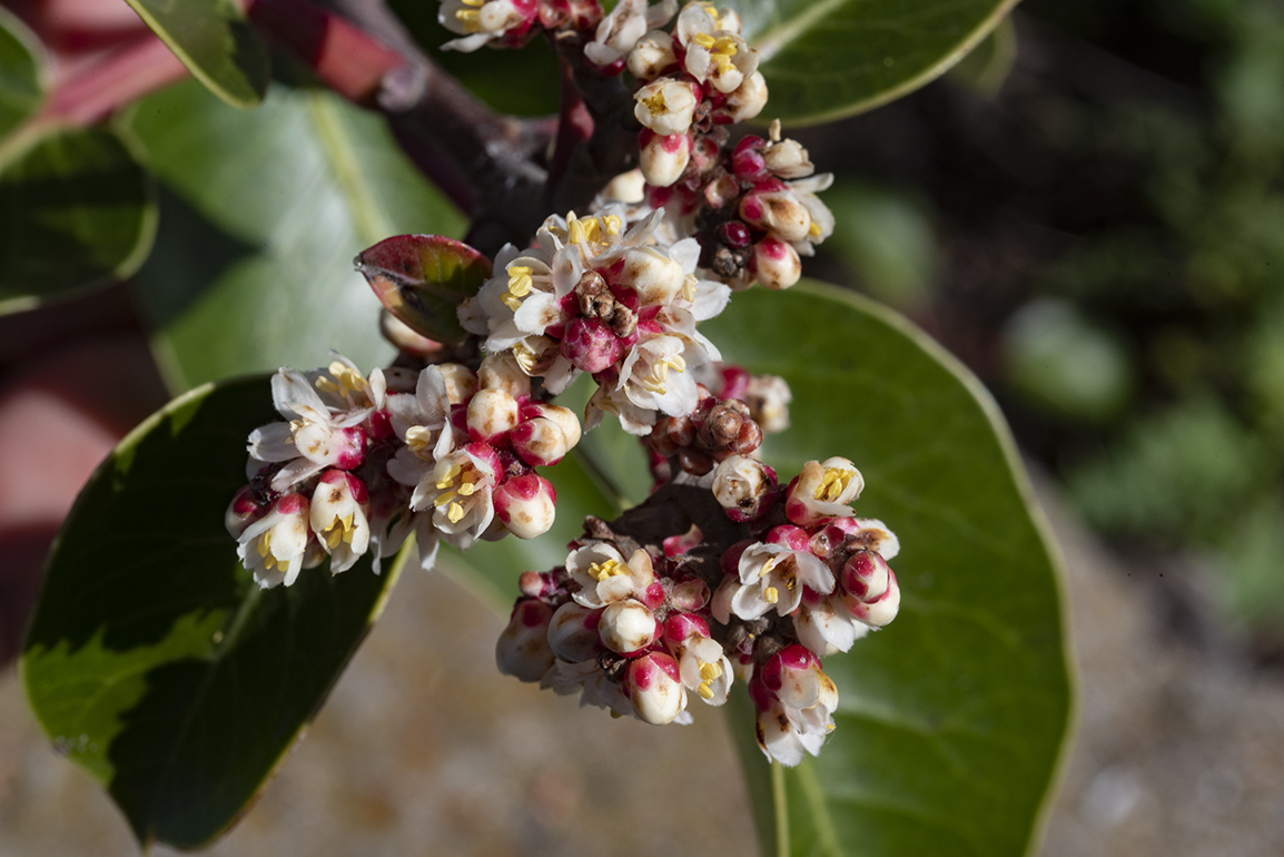 Rhus ovata or Sugar Bush
