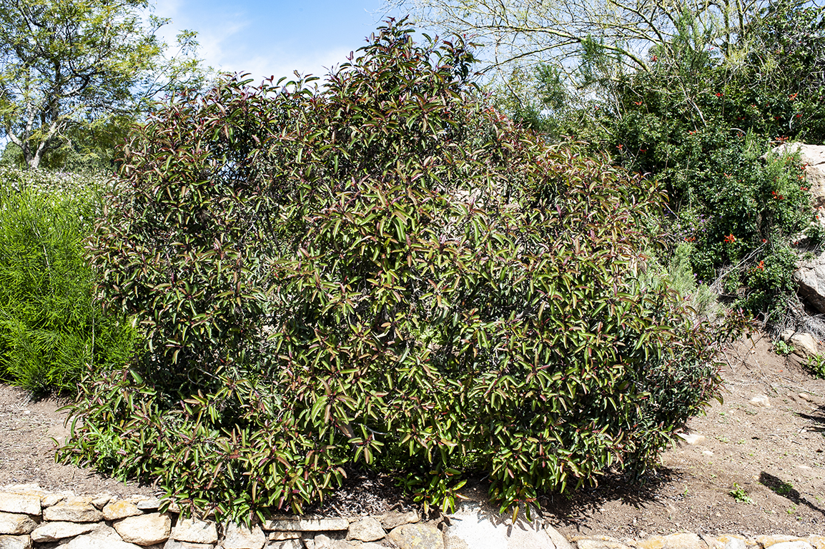 Heteromeles arbutifolia or Toyon
