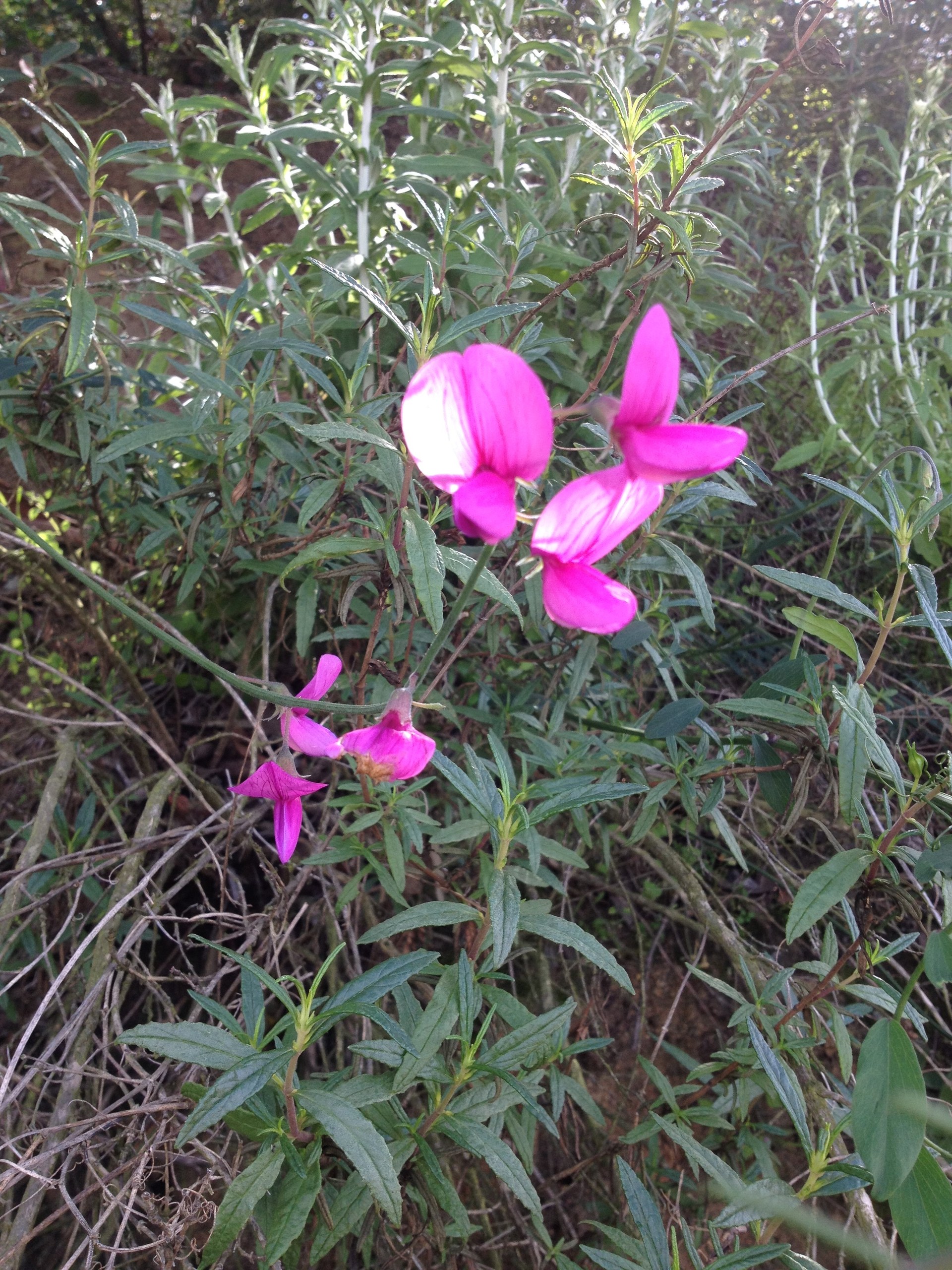 Lathyrus vestitus var. alefeldii or Wild San Diego Sweetpea