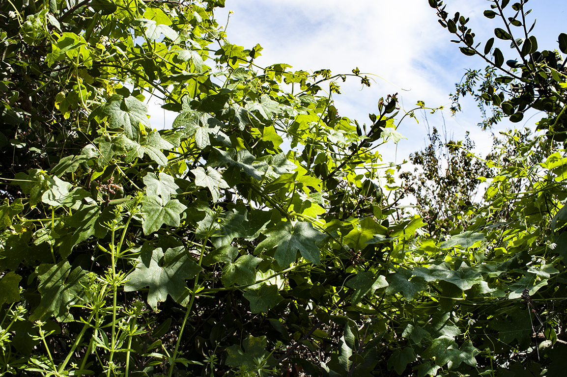 Marah fabaceus or Wild Cucumber